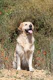 GOLDEN RETRIEVER 247